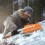 Perie si racleta pentru gheata Fiskars SnowXpert 670 mm, 221 g
