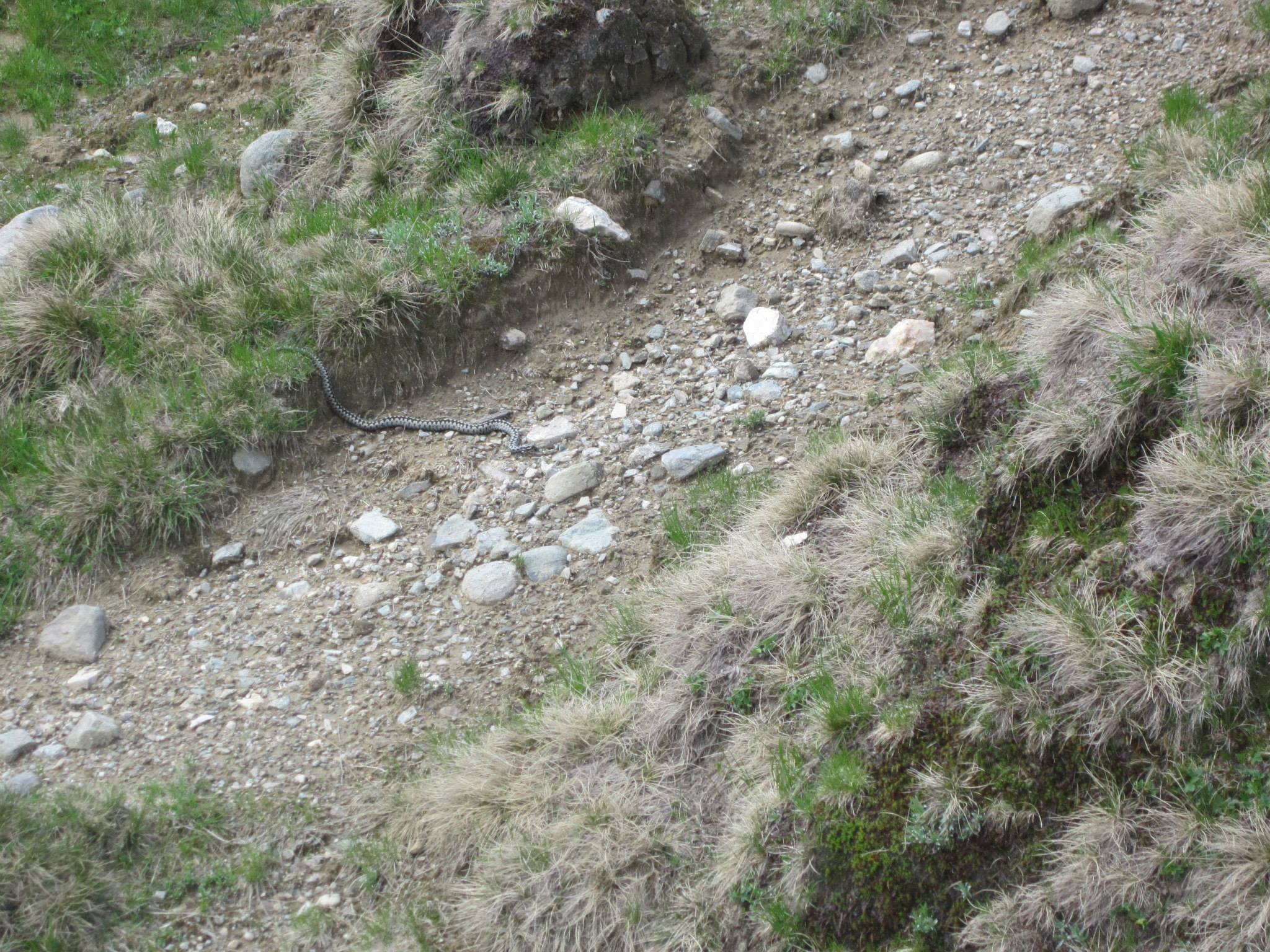 vipere - traseul Valea Horoabelor - muntii Bucegi