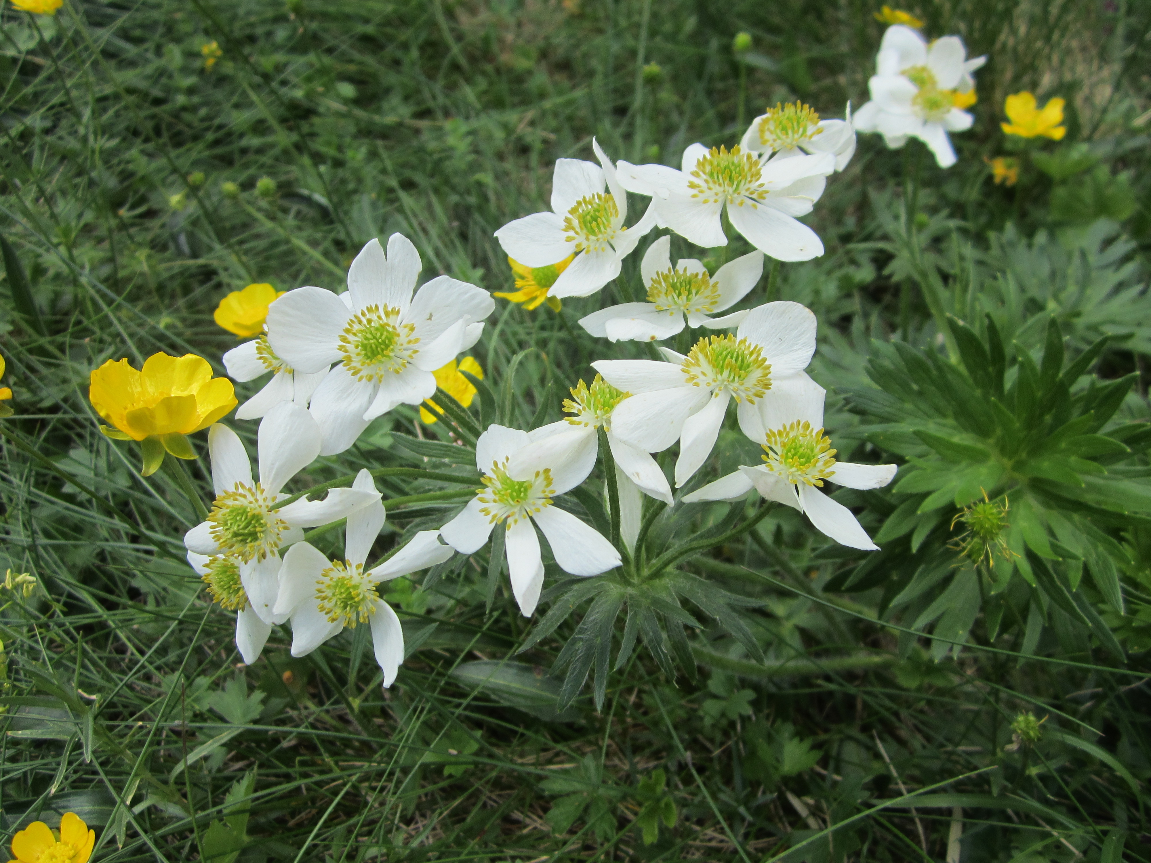 flora pe traseu Valea Horoabelor - muntii Bucegi